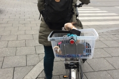 Linz